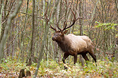 WLD 22 MC0017 01
Bull Elk Walking Through Woods
