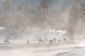 WLD 22 NE0003 01
Elk Walking Along Madison River Yellowstone National Park