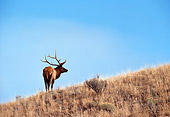 WLD 22 NE0004 01
Bull Elk In Fall Rut Standing On Hill