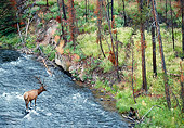WLD 22 NE0005 01
Bull Elk In Velvet Crossing Madison River, Yellowstone National Park