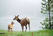 WLD 22 NE0006 01
Elk Cow And Calf Standing At Edge Of Lake In Foggy Spring Morning