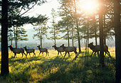 WLD 22 NE0007 01
Herd Of Elk Walking Through Autumn Timber Forest Rocky Mountains