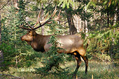 WLD 22 TL0015 01
Rocky Mountain Elk Standing In Forest