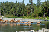 WLD 22 TL0016 01
Herd Of Roosevelt Elk Walking Into Lake In Olympic National Park
