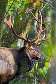 WLD 22 TL0017 01
Portrait Of Roosevelt Elk Bull By Red Alder Trees In Olympic National Park, Washington