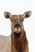 WLD 22 WF0001 01
Head Shot Of Elk Hind Standing In Snow