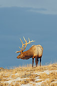 WLD 22 WF0002 01
Elk Stag Grazing In Meadow