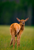 WLD 22 DB0001 01
Rocky Mountain Elk Calf In Meadow Looking Back Montana