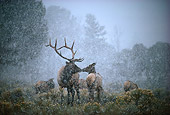 WLD 22 DB0002 01
Rocky Mountain Elk Bull And Cow Touching Noses In Snowstorm