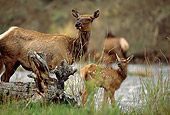 WLD 22 DB0003 01
Rocky Mountain Elk Cow And Newborn Calf Standing At River