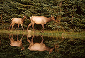 WLD 22 DB0004 01
Cow Elk And Calf Walking Along Shore Of Still Lake