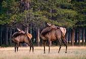 WLD 22 DB0005 01
Cow Elk And Calf Grooming In Field