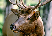WLD 22 DB0006 01
Head Shot Of Bull Elk