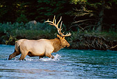 WLD 22 DB0007 01
Bull Elk Crossing River