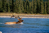 WLD 22 DB0008 01
Bull Elk Crossing River