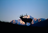 WLD 22 DB0009 01
Silhouette Profile Of Bull Elk With Mountain Background