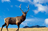 WLD 22 DB0010 01
Profile Of Bull Elk With Blue Sky And Mountain
