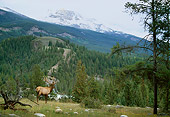WLD 22 DB0011 01
Bull Elk In Mountains
