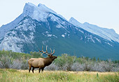 WLD 22 DB0012 01
Bull Elk Standing In Field Below Mountain