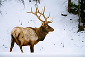 WLD 22 DB0013 01
Bull Elk Standing In Snow