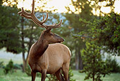 WLD 22 DB0014 01
Bull Elk In Velvet With Trees
