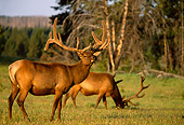 WLD 22 DB0015 01
Bull Elk In Velvet Grazing Near Trees