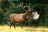 WLD 22 DB0016 01
Profile Of Bull Elk Standing In Field