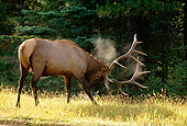 WLD 22 DB0016 02
Profile Of Bull Elk Standing In Field