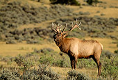WLD 22 DB0017 01
Profile Of Bull Elk Bugling In Field