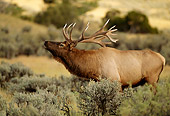 WLD 22 DB0017 02
Profile Of Bull Elk Bugling In Field