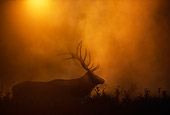 WLD 22 DB0018 01
Silhouette Of Rocky Mountain Bull Elk Bedded In Field In Fog With Sun