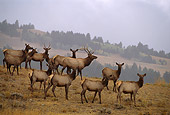 WLD 22 DB0019 01
Rocky Mountain Bull Elk With Harem On Hillside