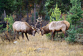 WLD 22 LS0001 01
Bull Elks Sparring By Trees Canada