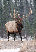 WLD 22 LS0002 01
Bull Elk Standing In Field By Trees Rocky Mountains Canada