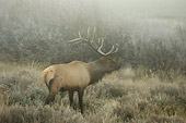 WLD 22 NE0001 01
Elk Bull Standing In Misty Field Yellowstone