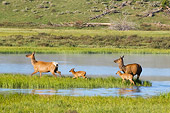 WLD 22 NE0002 01
Elk Cows And Calves Walking Through Marsh Yellowstone