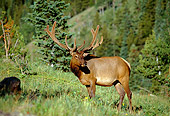 WLD 22 RF0010 01
Bull Elk In Velvet Standing On Hillside By Trees