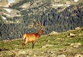 WLD 22 RF0011 01
Bull Elk In Velvet Standing On Rocky Plateau Above Timberline