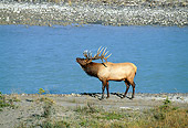 WLD 22 RF0013 01
Bull Elk Vocalizing By River