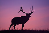 WLD 22 RF0014 01
Silhouette Of Bull Elk Standing In Field At Dawn