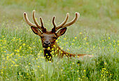 WLD 22 RF0015 01
Bull Elk In Velvet Laying In Meadow