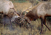WLD 22 TK0001 01
Close-Up Of Two Bull Elks Sparring In Field