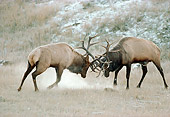 WLD 22 TK0002 01
Two Bull Elks Sparring In Field With Frost At Dawn