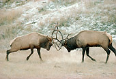 WLD 22 TK0002 02
Two Bull Elks Sparring In Field With Frost At Dawn