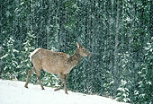WLD 22 TK0003 01
Elk Cow Walking In Snow By Woods Rocky Mountains