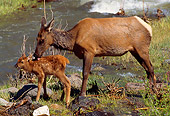 WLD 22 TL0002 01
Cow And Calf Elk By Water