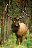 WLD 22 TL0003 01
Portrait Of Rocky Mountain Bull Elk