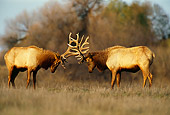 WLD 22 TL0004 01
Two Elk Bulls Fighting
