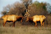 WLD 22 TL0005 01
Two Elk Bulls Fighting
