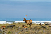 WLD 22 TL0006 01
Roosevelt Elk Bull And Cows Resting On Sea Shore